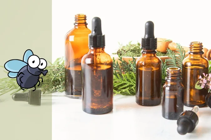 Huile essentielle contre les mouches : éloigner les mouches naturellement