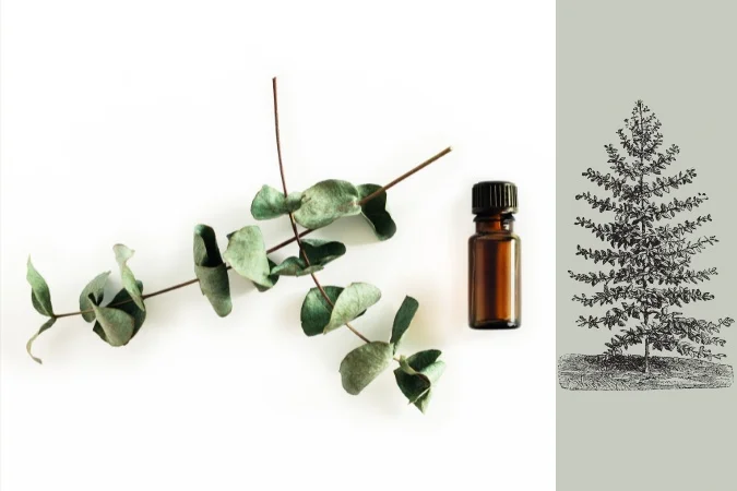 Huile essentielle d&rsquo;eucalyptus globulus : bienfaits et conseils d&rsquo;utilisation