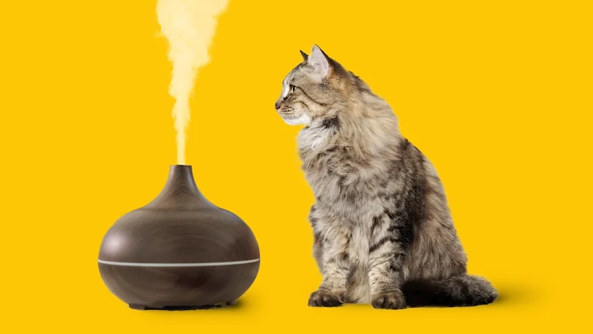 Chat domestique à côté d'un diffuseur d'huiles essentielles dégageant de la brume