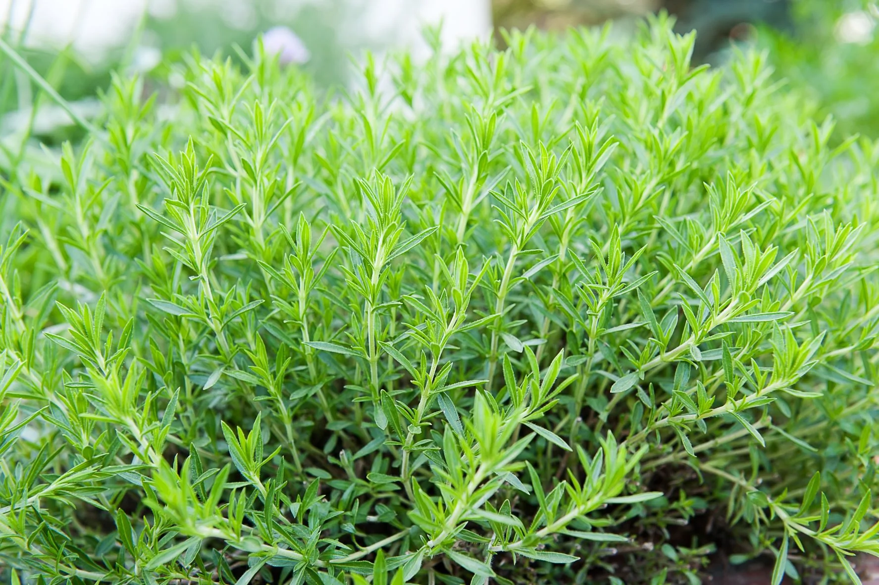 Estragon: conseils et astuces pour le cultiver | La Pause Jardin