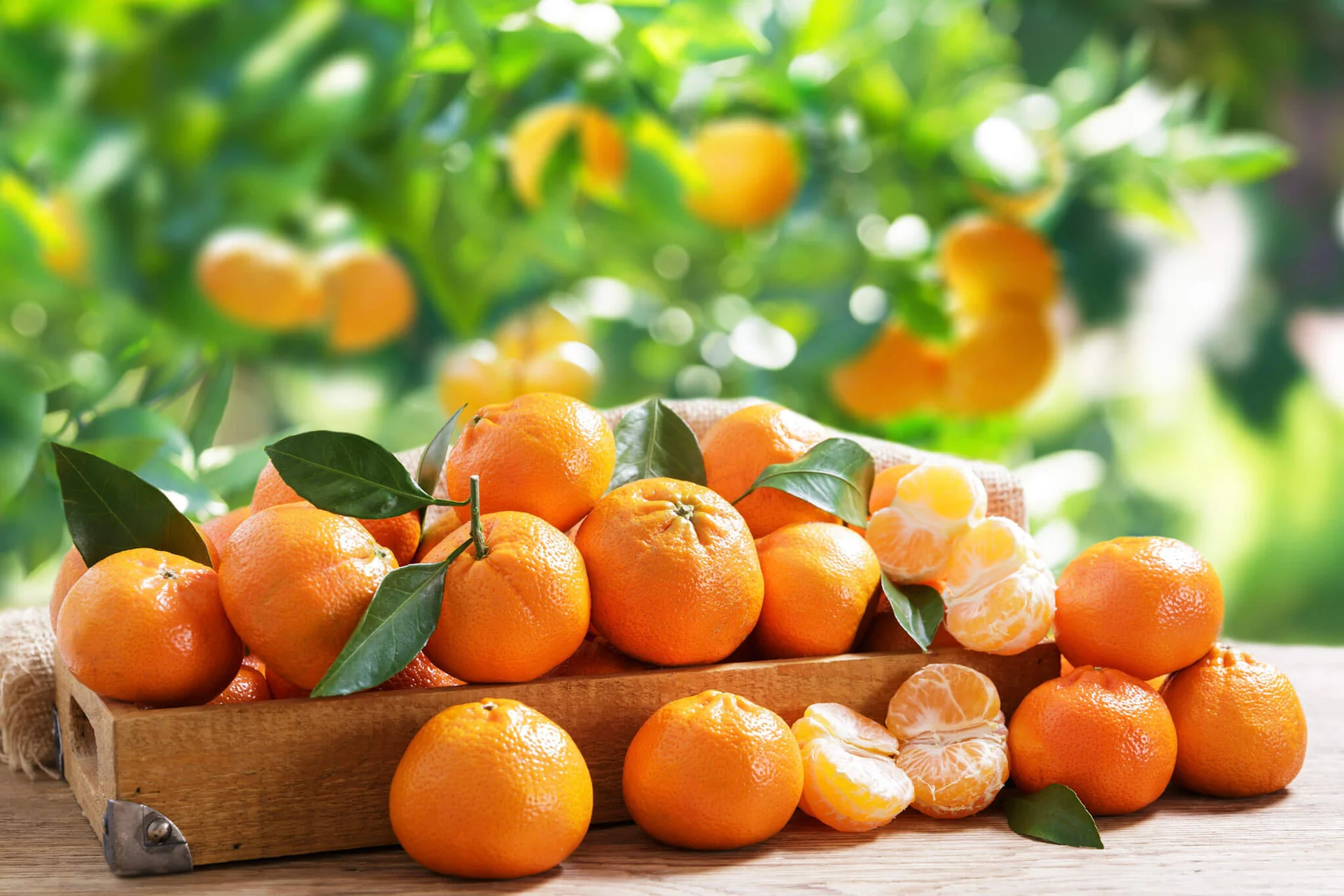 Mandarines mûres sur une branche avec feuilles vertes, source de l'huile essentielle de mandarine.
