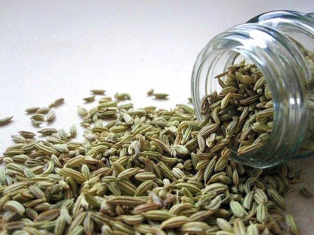 Fennel — University of Maryland Extension
